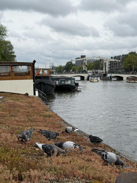 This photo captures a serene moment along the Amstel canal in Weesperbuurt, Amsterdam, under an overcast sky